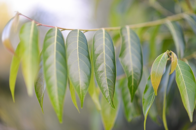 Eucalyptus / gum tree leaves